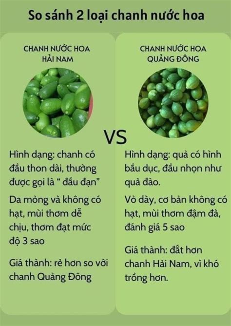 Cách làm trà chanh giã tay Quảng Đông HOT nhất hiện nay CÔNG TY TNHH PHÚC GIA AN