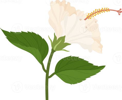 White Hibiscus Flower Hand Drawn Illustration 10172275 Png