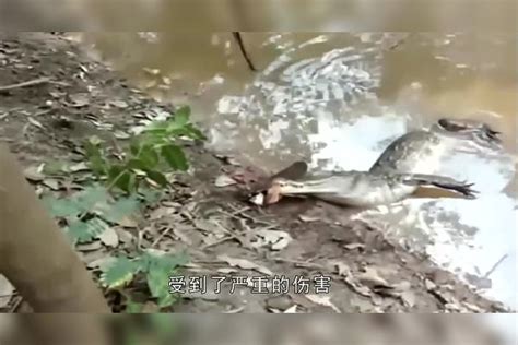 小男孩徒手抓住电鳗，电鳗却突然开始放电，镜头拍下全过程