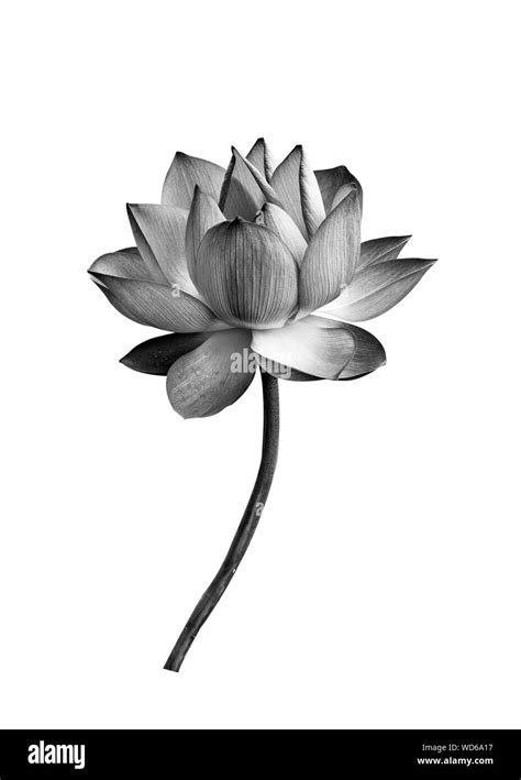 Flor De Loto Blanco Y Negro Atelier Yuwa Ciao Jp