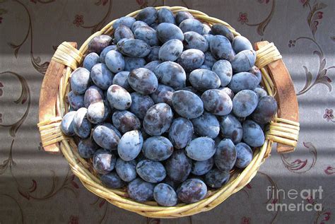 Blue Plums Photograph by Mira Ostojic - Fine Art America