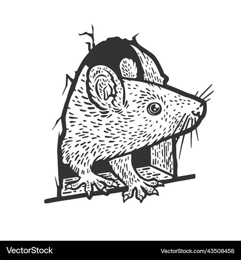 Rat peeking out of hole sketch Royalty Free Vector Image