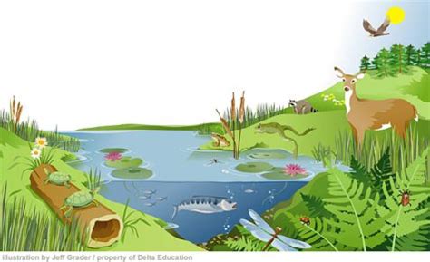 Abiotic And Biotic Ecosystem Clip Art Library