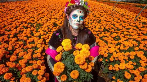 Día de Muertos 2023 5 datos de la Flor de Cempasúchil que no conocías