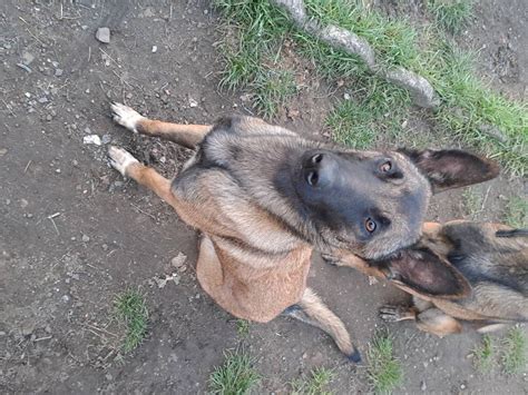 Chienne adulte Berger Belge Malinois à donner Petite Annonce chien