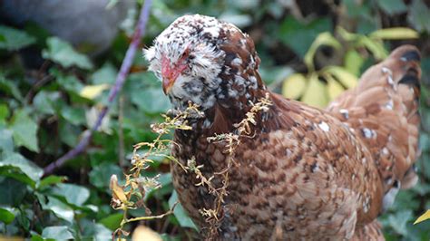 Russian Orloff Chickens - Hobby Farms