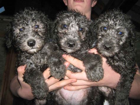 Are Bedlington Terrier Puppies Lazy