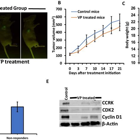 A Ncr Nude Mice Showing Tumor Regression After Vp Treatments In A