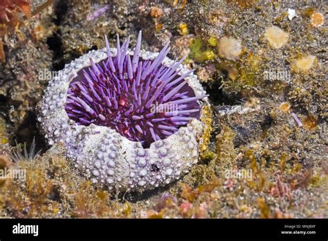 Purple Sea Urchin Color