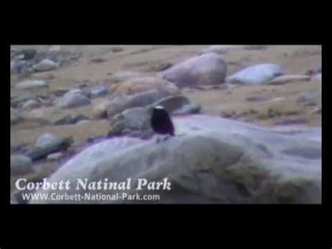 White Capped Water Redstart YouTube