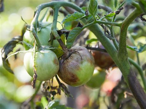 Late Blight Tomato Disease Late Blight Symptoms And Treatment Gardening Know How