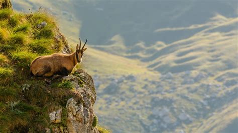 Wildlife Tracking in the Apennines - Steppes Travel