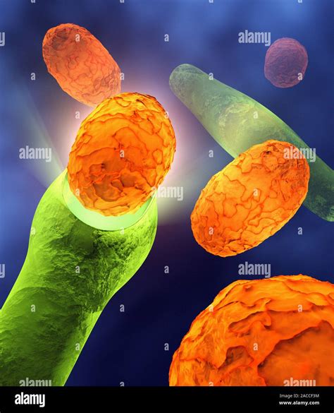 Anthrax Bacteria Computer Artwork Of Bacillus Anthracis Bacteria