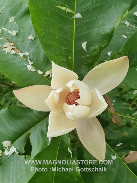 Magnolia Bloomfield Giant Leaves Named Gondwana Magnoliastore