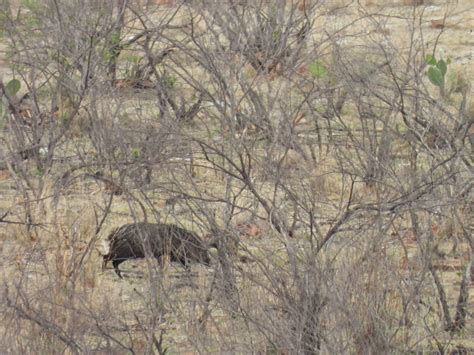 Collared Peccary From Mezquitic Mx Ja Mx On June At Pm