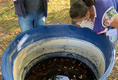 Segundo Caso De Dengue Confirmado Em Pescaria Brava Agora Laguna