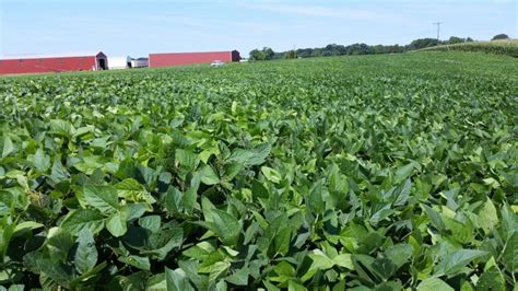 Estimating Soybean Yield Virginia Ag Pest And Crop Advisory