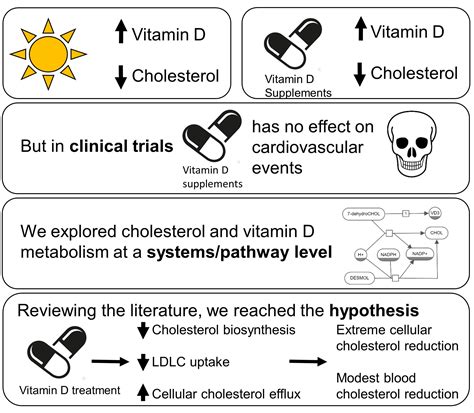 Vitamin D Synthesis From Cholesterol