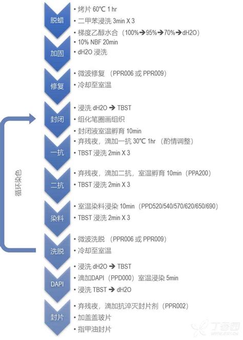 Tsa多重免疫荧光染色的实验步骤 丁香实验