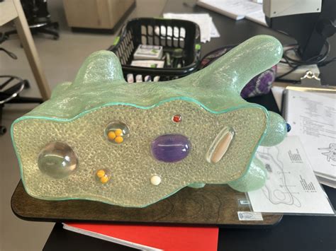 Microbiology Amoeba Model Diagram Quizlet