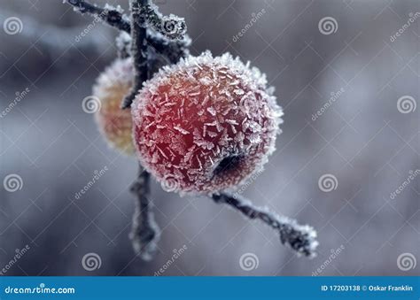 Gefrorener Apfel Stockfoto Bild Von Baum Kalt Kristalle