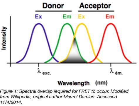 Fluorescent Proteins 101 Introduction To Fret