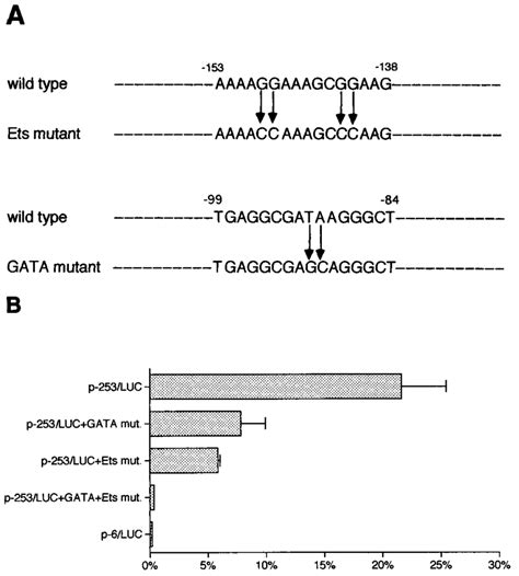 Promoter Activity Of Gata And Ets Mutant Promoter Constructs A