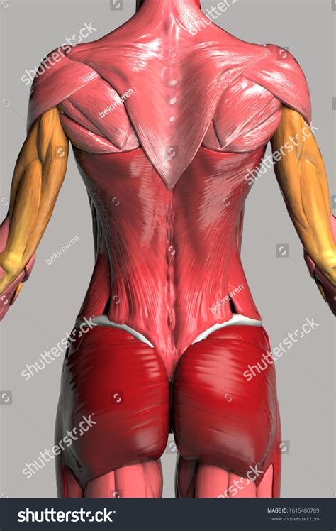 Upper Body Back Muscles Female Body 库存插图 1615480789 Shutterstock