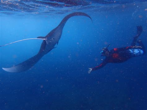 “Manta Ray Snorkeling Day Trip from Nusa Lembongan to Nusa Penida” | Lembonganwatersport.com