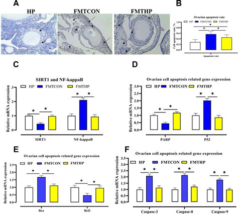 The effect of FMT on ovarian apoptosis rate and ovarian... | Download ... 