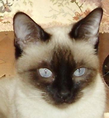 Siamese Cat Breeders in the United States