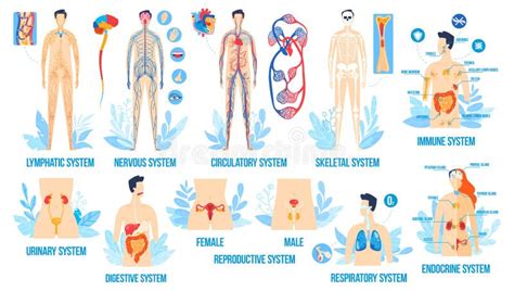 Sistema Di Organi Umani Anatomia Del Corpo Medico Parti Fisiologiche