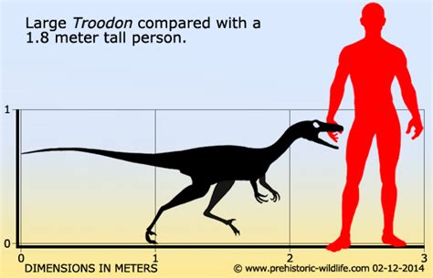 Image - Troodon Size.jpeg | The Everything Wikia | FANDOM powered by Wikia