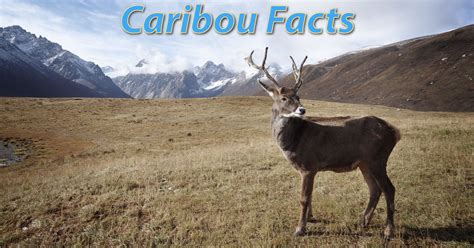 Caribou Facts With Pictures Video And Information