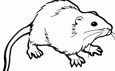 Rat Coloring Pages Coloringbay