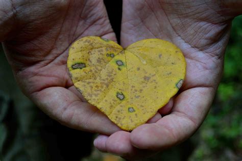 Free Images Leaf Flower Green Biology Autumn Yellow Flora