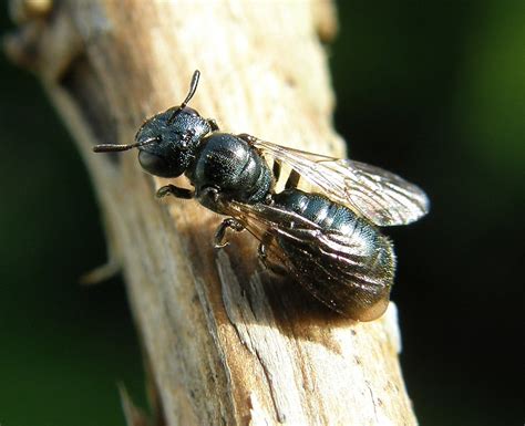 Ceratina Cyanea Little Blue Carpenter Bee Flickr