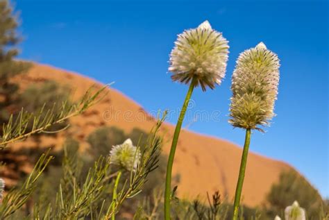 Australian Desert Plants