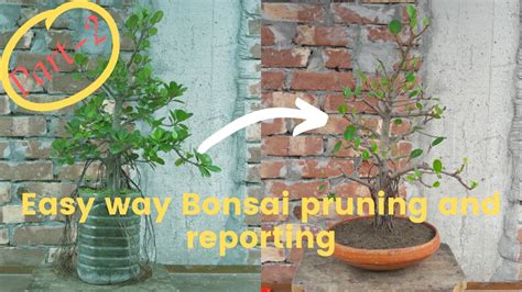 Ficus Microcarpa Bonsai Pruning And Reporting Part 2 Ep 10 Green Life Youtube