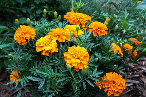 Marigold Wallpapers - Wallpaper Cave