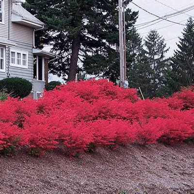 Dwarf Burning Bush Hedge | E-Burgess - Seed & Plant Co.