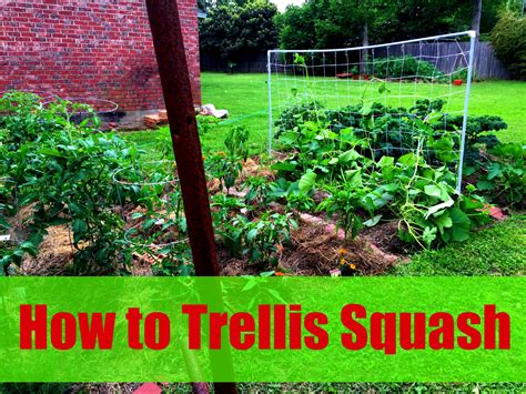 How To Trellis Squash Step By Step Instructions Natalie Hodson