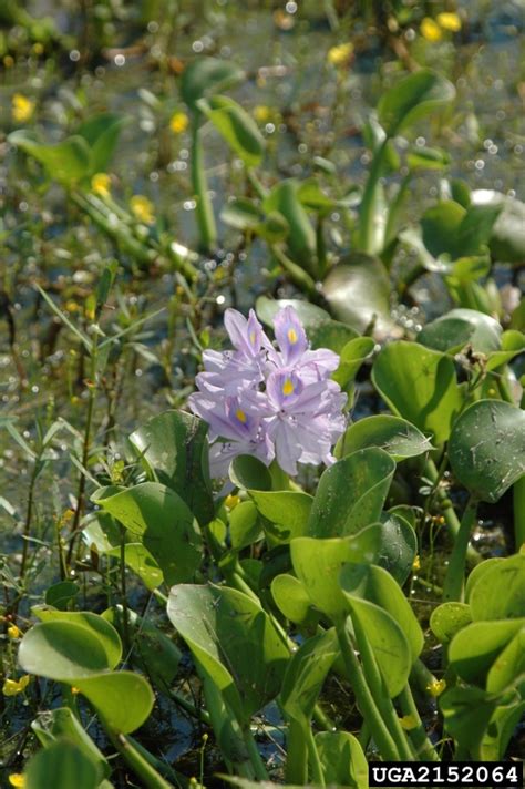 Common Water Hyacinth Eichhornia Crassipes