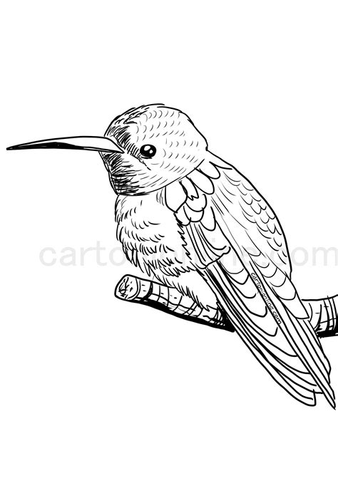 Realistic Hummingbird Coloring Page