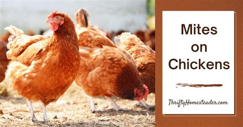 Mites On Chickens What To Know