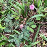 Mimosa Hirsutissima Maria Fecha A Porta Biologia Da Paisagem