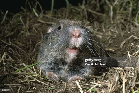 Pocket Gopher Pokes Head Out Of Hole In Ground Thomomys Talpoides