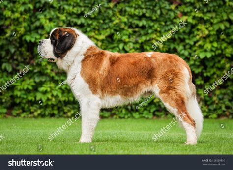 Saint Bernard Dog Standing On Lawn Stock Photo 158530850 Shutterstock