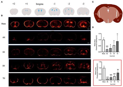 Frontiers Dynamic Evolution Of The Glymphatic System At The Early