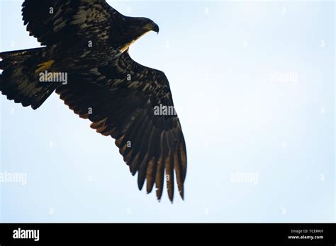 From Below Crop View Of Hovering Hawk With Flapping Wings Looking For